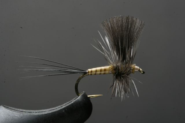 Cdc Bwo